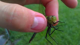 Common Green Darner Anax junius [upl. by Ahtael489]