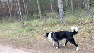 Border collie walk Bordernese [upl. by Essirahc]