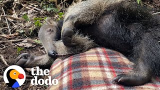 Baby Anteater Would Much Rather Nap Than Forage For Ants  The Dodo [upl. by Amr726]