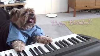 play that birthday keyboard dog [upl. by Anerom]