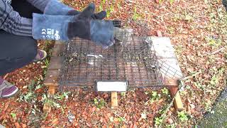 How to remove a squirrel from the Squirrelinator trap [upl. by Ttegirb317]