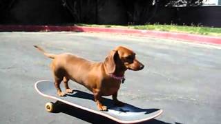 Wiener Dog Riding a Skateboard Salchi [upl. by Reimer]