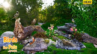 Birds Natural feeder meeting  4K HDR  CATs tv [upl. by Loss]