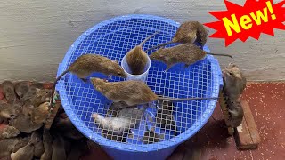 Best Mouse Trap 2023 🐭 The Simplest And Most Effective Homemade Mouse Trap 🐭 [upl. by Dever]