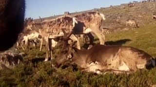 Researchers to track caribou with camera monitors [upl. by Aeslahc]