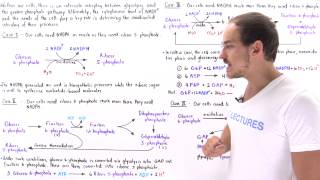 Interplay of Glycolysis and Pentose Phosphate Pathway [upl. by Aelegna]