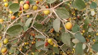 झड़बेर का पौधा और उस पर लगे फल Jhadber Plant and fruiting on it Ziziphus nummularia [upl. by Aled]