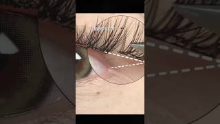 Eyelash tutorial ✨👁️✨eyelash eyelashhack eyelashes eyemakeuptutorial eyemakeup makeupshorts [upl. by Jany]