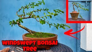 Windswept Bonsai Tree  Bonsai  Sani Bonsai Zone [upl. by Nevada]