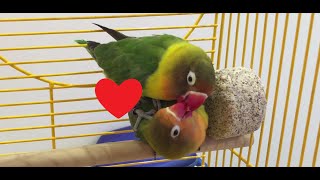 Fischers Lovebird Mating Ritual [upl. by Ademla16]