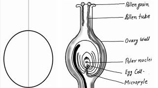 Diagram showing germination of pollen on stigma of a flower [upl. by Tteve]