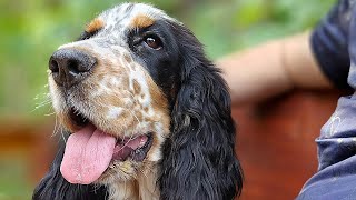 Cocker Spaniel Angielski  Spanielland [upl. by Ettezzil]