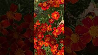 Pure Air Plantsflowers nature garden homegarden homegrown organicgarden bloom youtubeshorts [upl. by Salas]