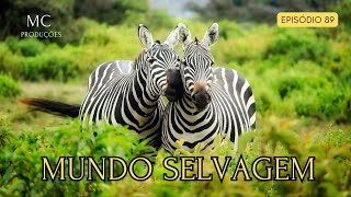 MUNDO SELVAGEM  diversidade do reino animal [upl. by Pacifica]