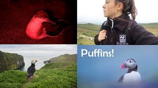 A Week of Wildlife Photography on Skomer Island Puffins Manx shearwater [upl. by Olnek374]