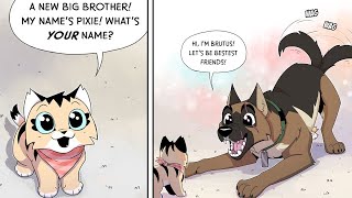 Military Dog And Cute Kitten New Comic Dub 6  Pixie and Brutus Comic Dub  Funny Comic Dub [upl. by Ebonee]