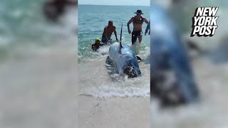 Dramatic video shows massive shark rescued after becoming stranded on Florida beach [upl. by Elon192]