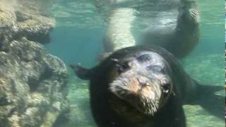 Swimming with Sea Lions in Baja [upl. by Leduar]