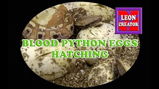 BLOOD PYTHON EGGS HATCHING  with Leon Hills  LEON CREATOR [upl. by Saw]