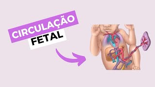 Como ocorre a CIRCULAÇÃO FETAL  Fisiologia [upl. by Dorraj]