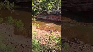 Spring Creek in Martin Nature Park OKC August 2024 [upl. by Ahsats394]