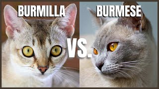 Burmilla Cat VS Burmese Cat [upl. by Betthel]