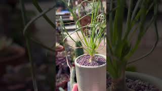 Beautiful and exotic Albuca spiralis quotFizzle Sizzlequot [upl. by Strep]