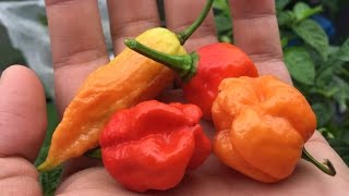 How to Breed Peppers  Cross Pollinating to Create a New Variety [upl. by Nolubez552]