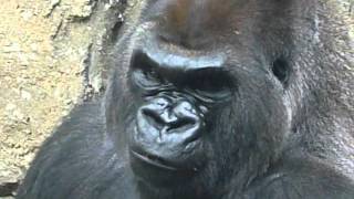 Silverback Gorilla  alpha male of the troop  evening meal at Toledo Zoo 11JUL12 [upl. by Sara]