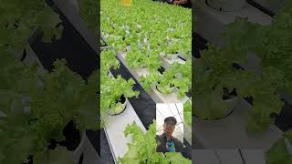 Hydroponics Lettuce Production nonoyturaltv [upl. by Duky]