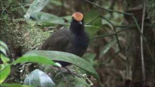 Formicarius colma  Galinhadomato  Rufouscapped Antthrush [upl. by Jar]