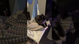 Dozer update Cat Heating Pad Review [upl. by Greenwald]