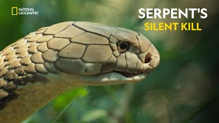 Serpents Silent Kill  Worlds Deadliest Snakes  हिंदी  Full Episode  S1  E1  Nat Geo [upl. by O'Dell291]