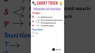 Clavicle  Muscles of clavicle Anatomy  Short trick 💡Ayurveda Planet [upl. by Laughlin]