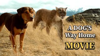 A Dogs Way Home Movie ReviewPlot In Hindi  MOVIE RECAP  MOVIE EXPLAIN [upl. by Hazen]