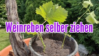 Weinreben selber ziehen  Wein vermehren durch Stecklinge und Ableger Weintrauben Pflanze [upl. by Htez]