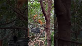 Tamarin Golden Monkeys gone wild [upl. by Ecarg]