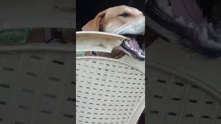 dogowner buggie buggi petowner cute doglover labrador buggs funny dog [upl. by Amehsyt949]