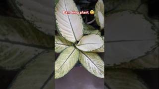 Damming plant viral shorts beautyful plant 😀😀 [upl. by Aralk]