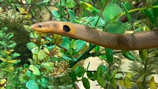 14 inch Rope fish in a 125 gallon aquarium [upl. by Damian]