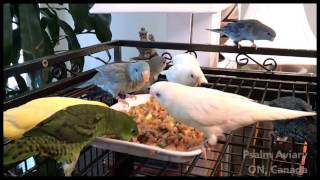 Lineolated Parakeets love fresh foods [upl. by Prent]