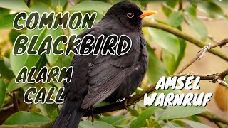 Blackbird Alarm Call birds birdsounds [upl. by Anilas]