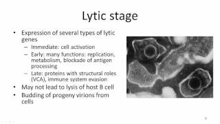 EBV Viral latency [upl. by Augie]