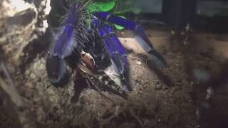 Lampropelma Violaceopes Female Singapore Blue Tarantula First Feed After Moult [upl. by Azial]