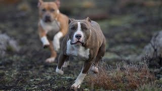 THE AMERICAN STAFFORDSHIRE TERRIER  LETHAL FULLY TRAINED GUARD DOG [upl. by Ramon544]