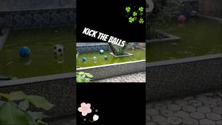 Kick the balls kickball football playball funvideo funnyvideo entertainment [upl. by Garson824]