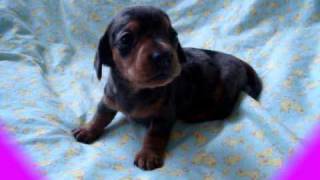 cute little barking mini dachshund puppy [upl. by Yolanda]