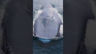 Ocean Life 20230705 Few animals take your breath away quite like the Blue Whale [upl. by Ahsinyd]