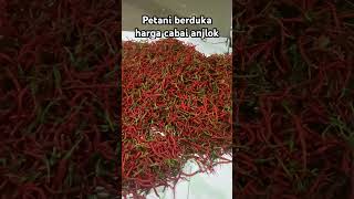 Harga cabai anjlok shortvideo bantusubscribe shortfyp petani [upl. by Zacharias]