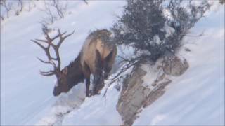 Extended Archery Elk 2015  UTAH [upl. by Sobel266]